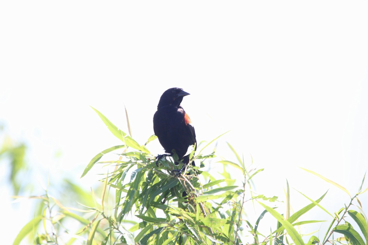 Red-winged Blackbird - ML621240187