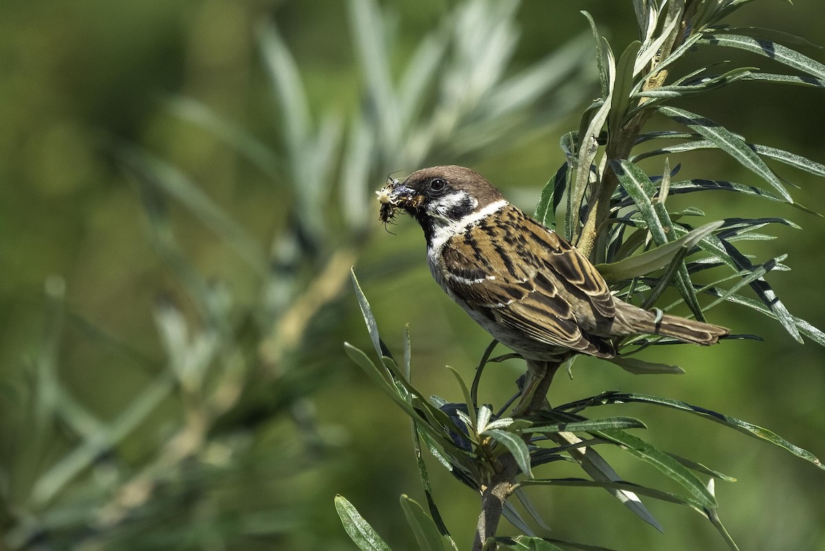 Eurasian Tree Sparrow - ML621240198