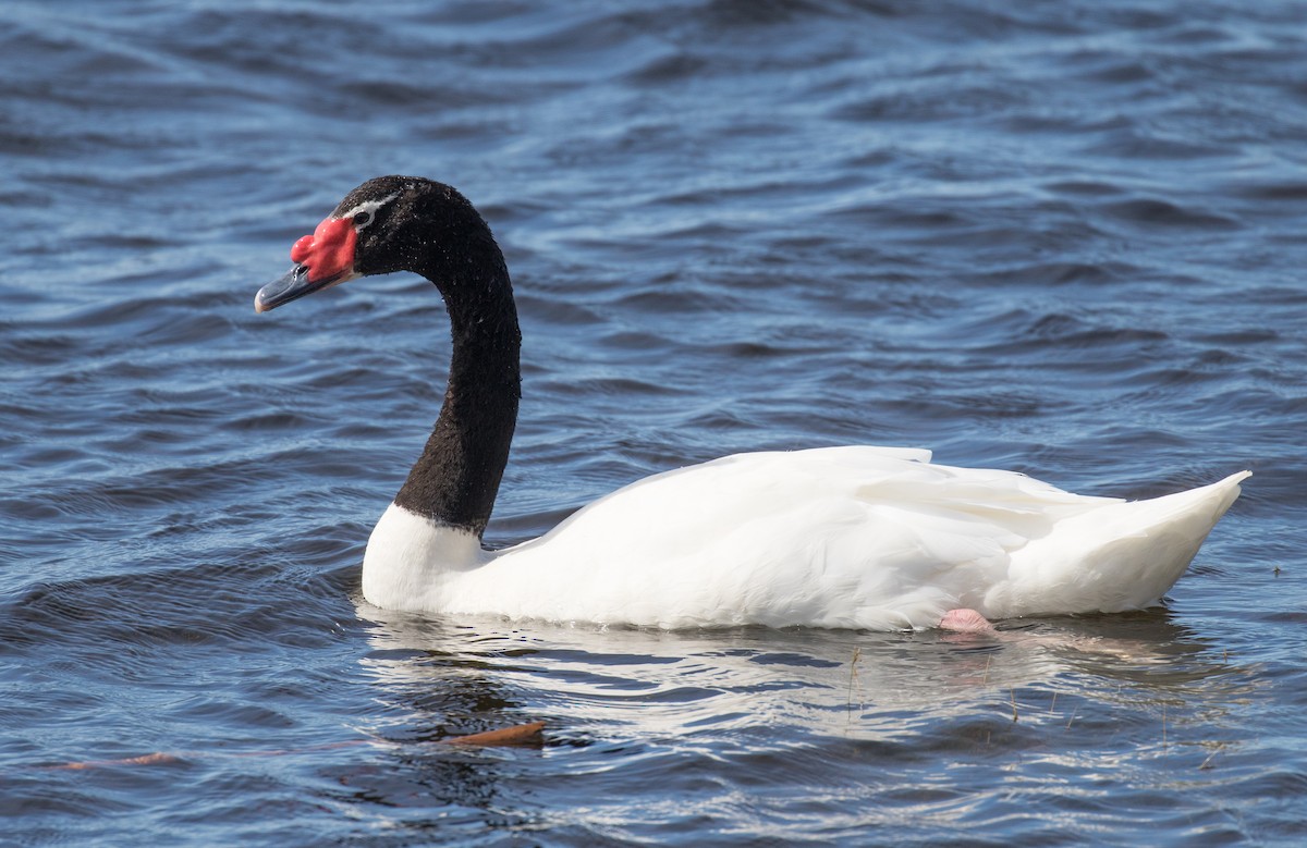 Black-necked Swan - ML621240223
