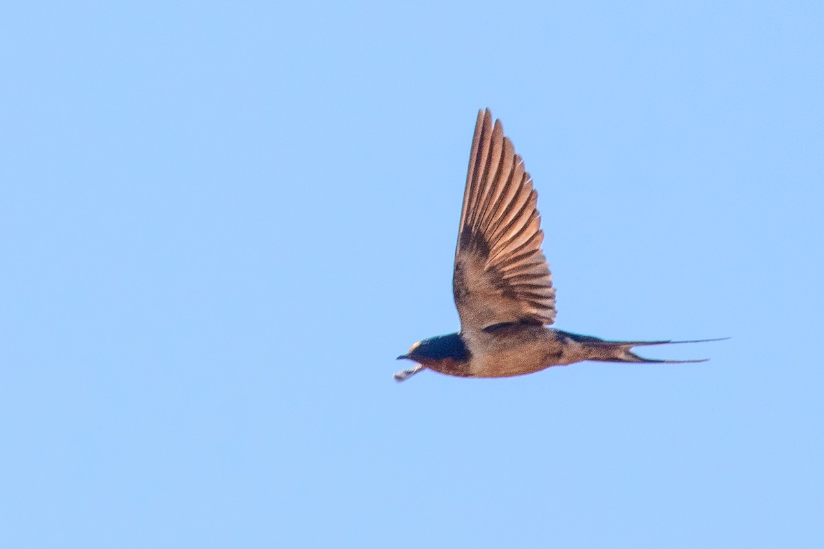 Barn Swallow - ML621240225
