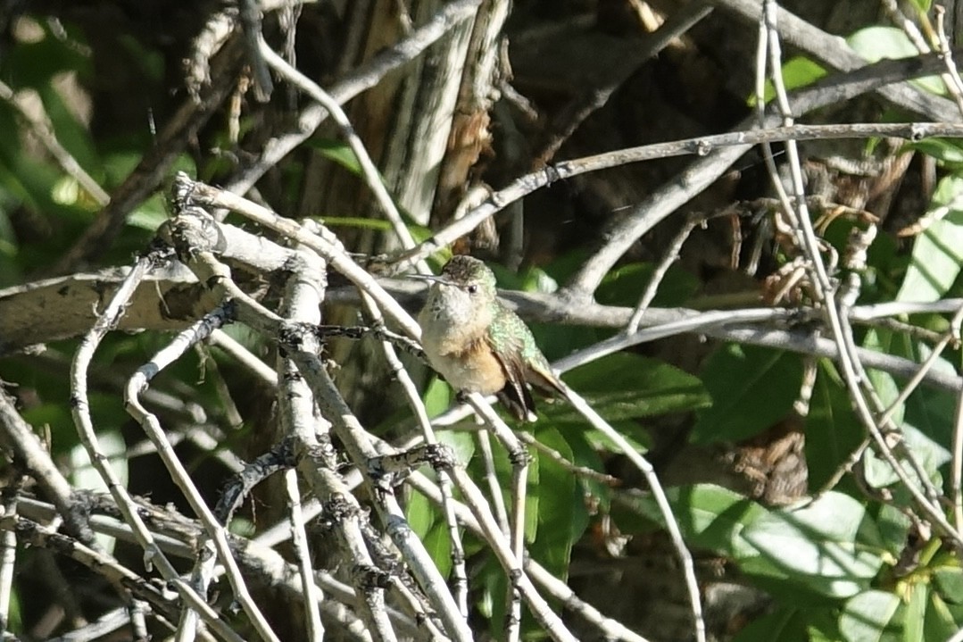 Broad-tailed Hummingbird - ML621240226