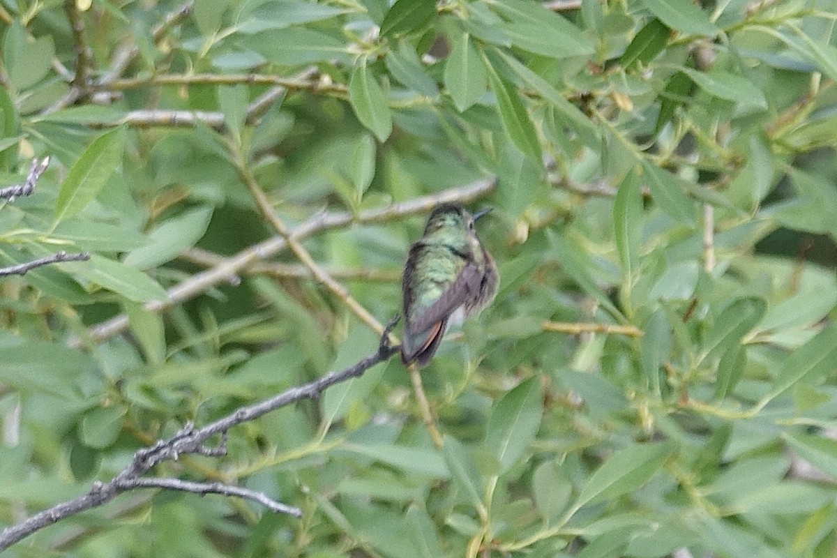 Broad-tailed Hummingbird - ML621240227