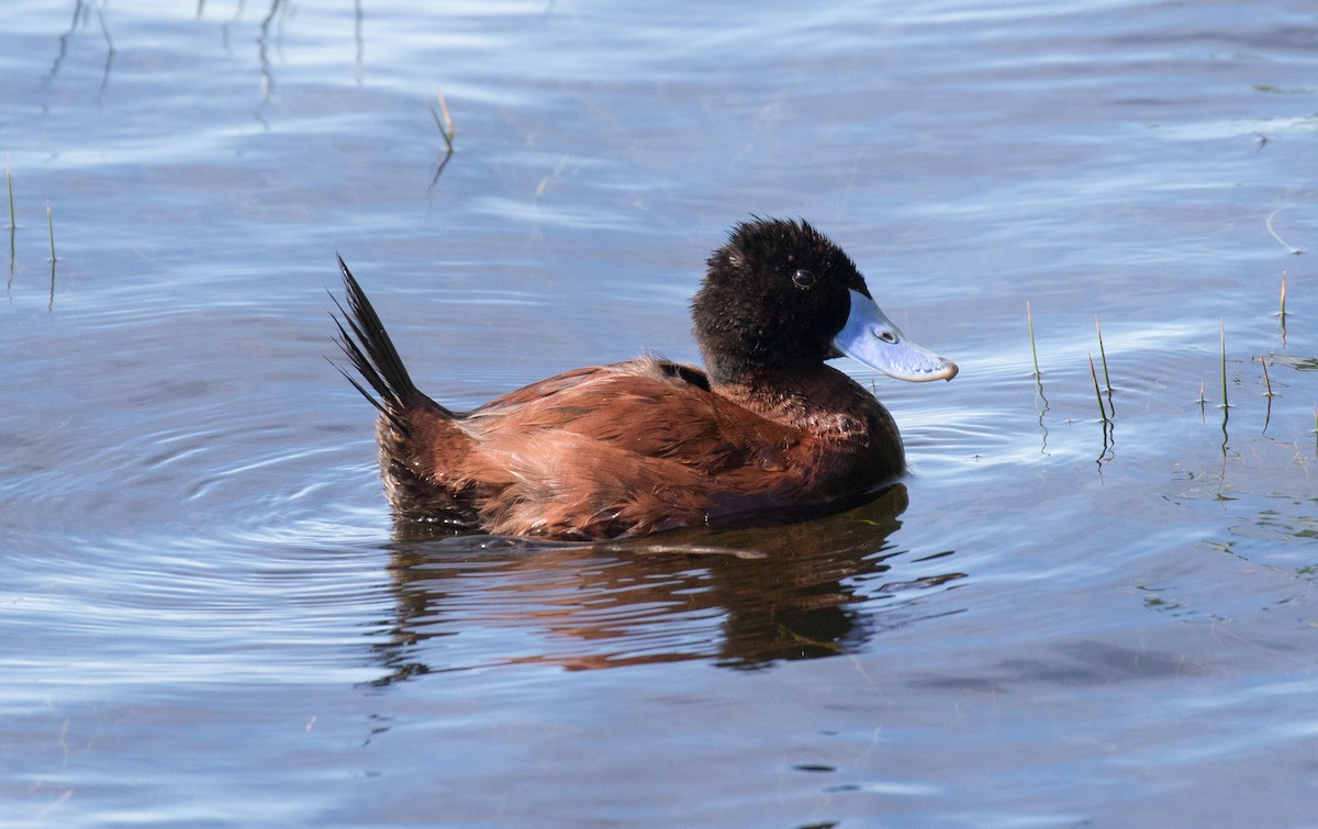 Andean Duck - ML621240228