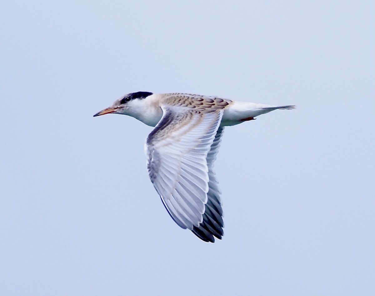 Common Tern - ML621240229