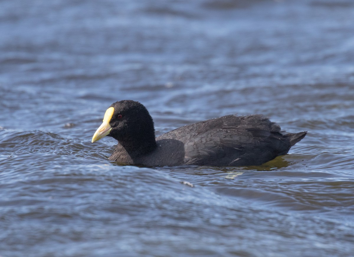 White-winged Coot - ML621240255