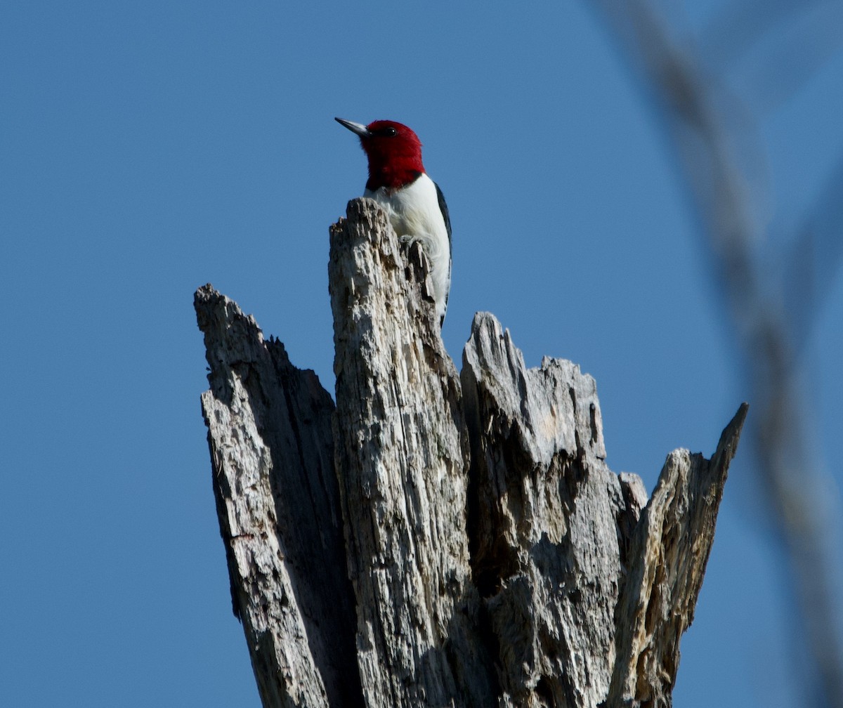 Red-headed Woodpecker - ML621240256