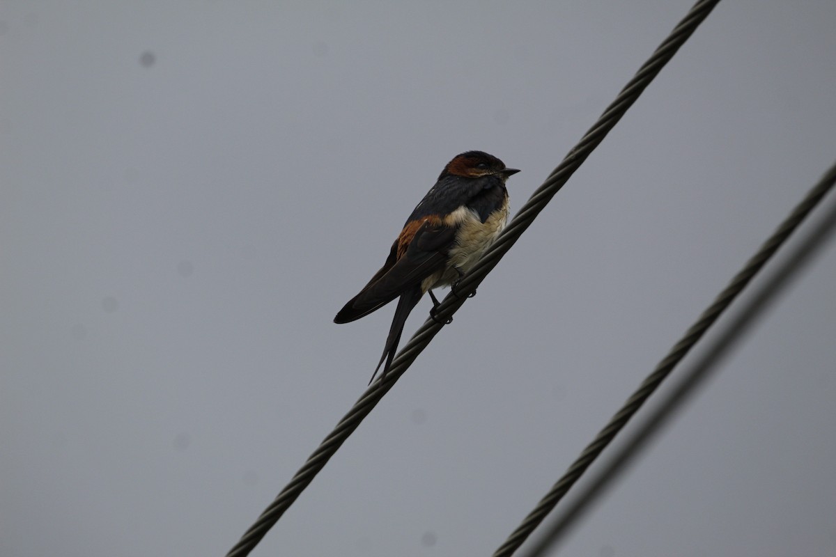 Red-rumped Swallow - ML621240273