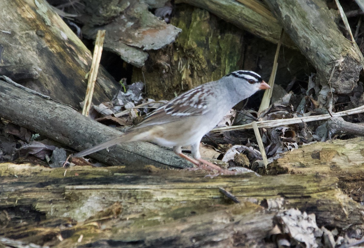 White-crowned Sparrow - ML621240285