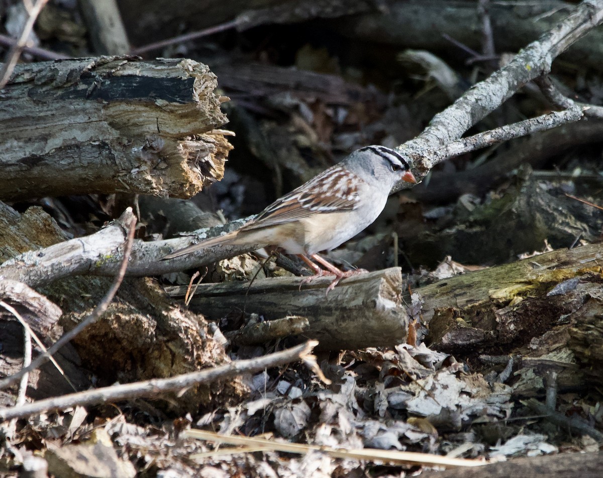 White-crowned Sparrow - ML621240286