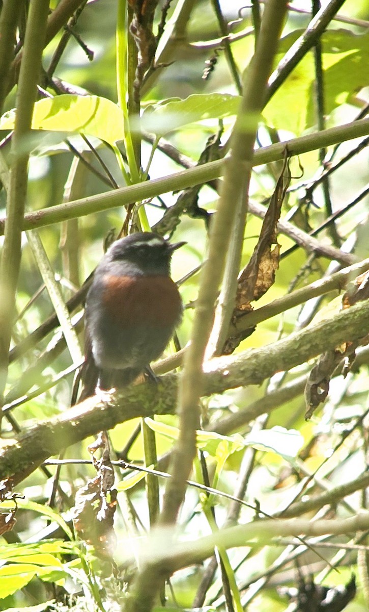 Pitajo Negro (thoracica/angustifasciata) - ML621240298