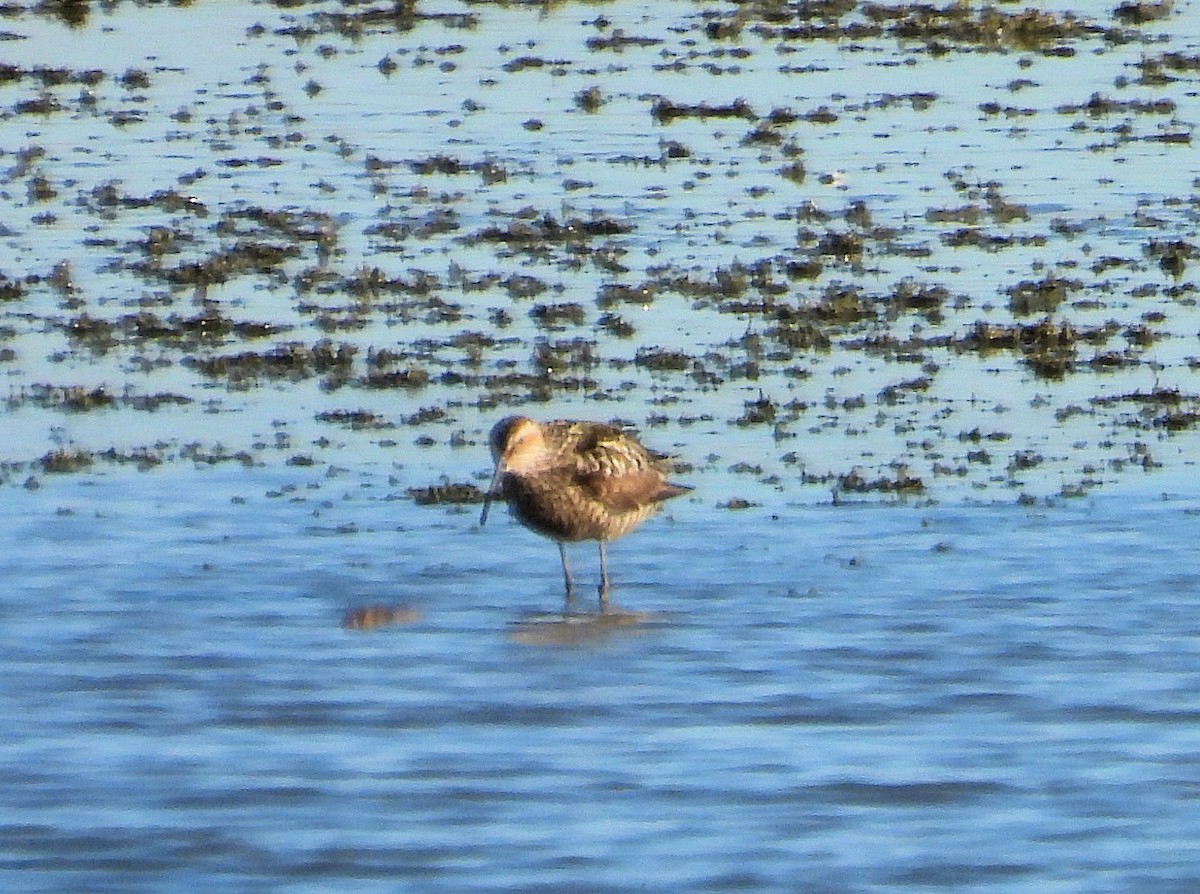 Stilt Sandpiper - ML621240318