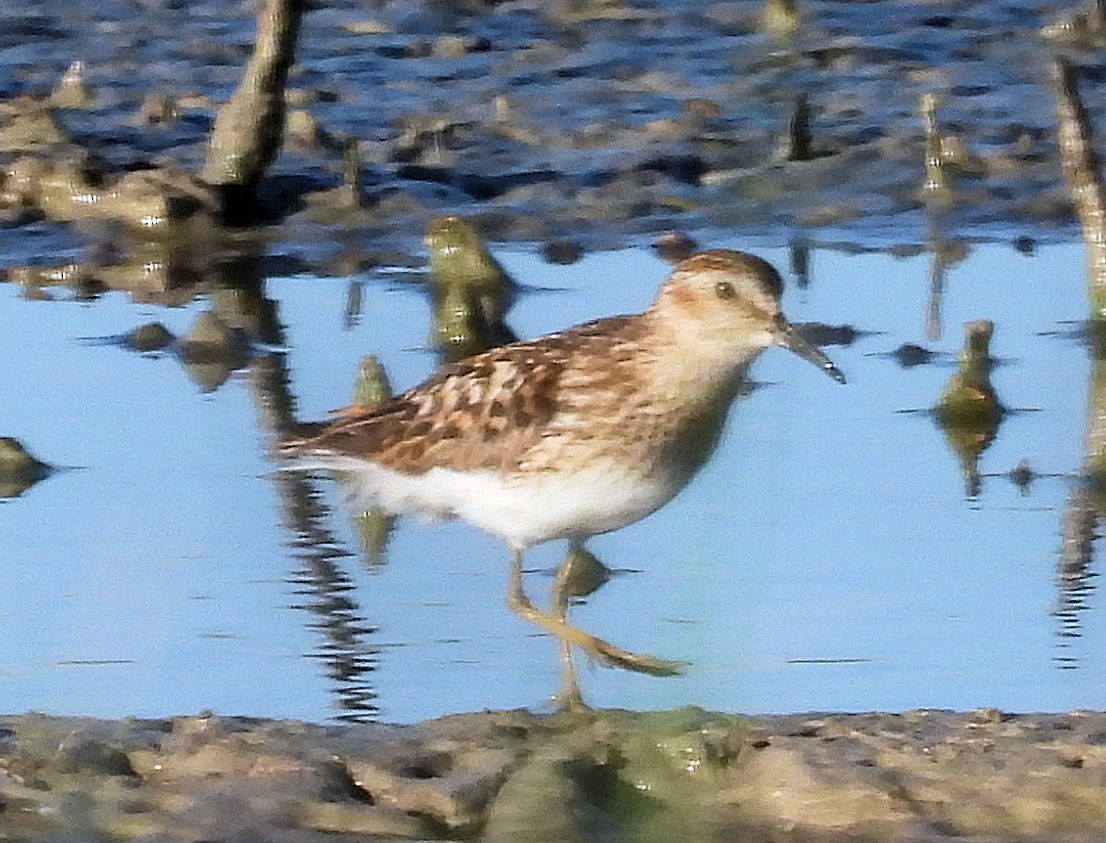 Least Sandpiper - ML621240344