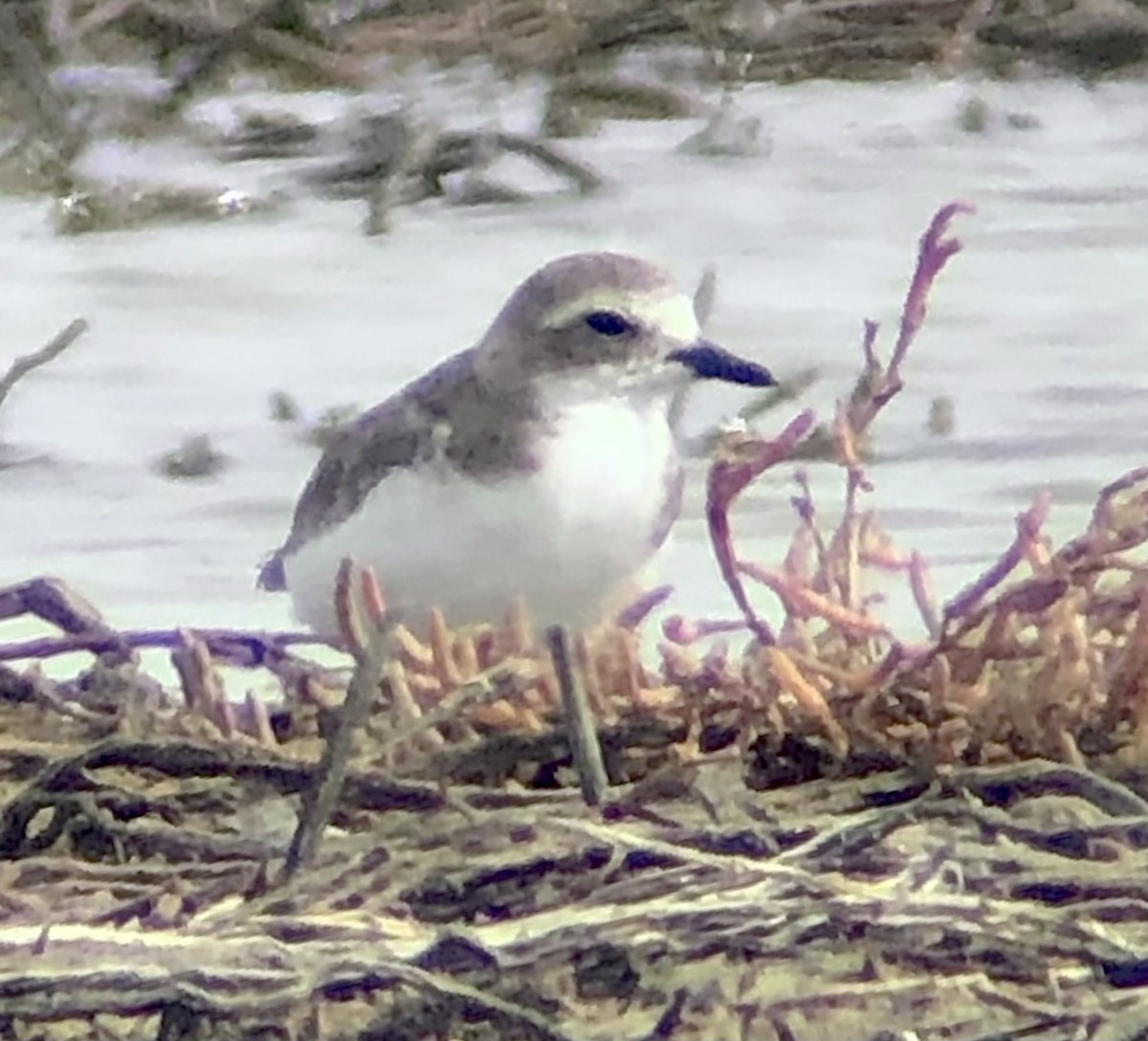 Tibetan Sand-Plover - ML621240348