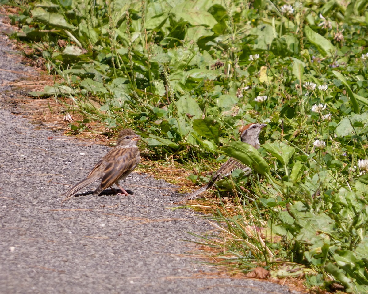 Chipping Sparrow - ML621240371