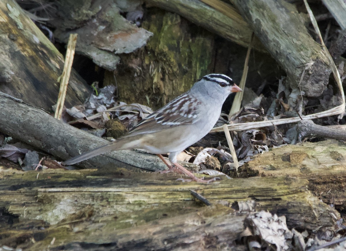 White-crowned Sparrow - ML621240372