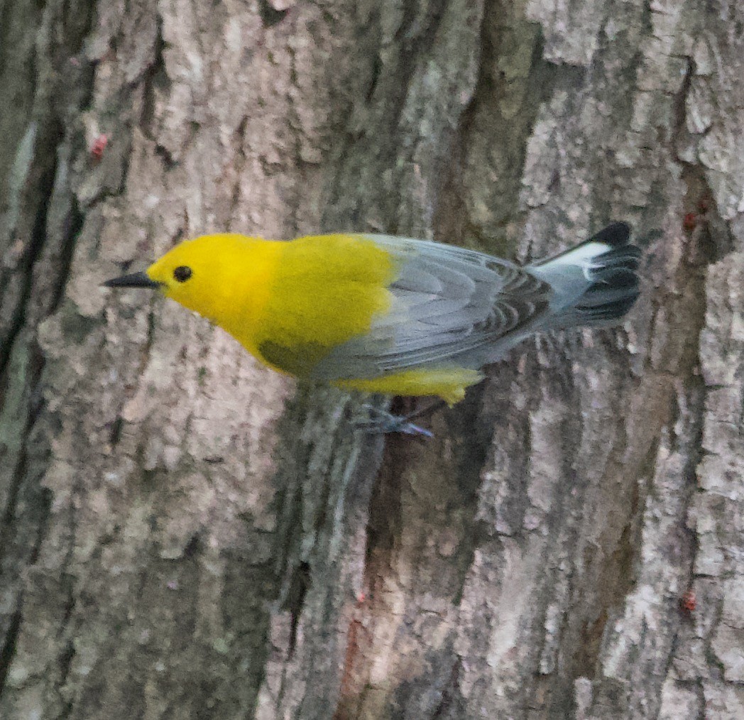 Prothonotary Warbler - ML621240394