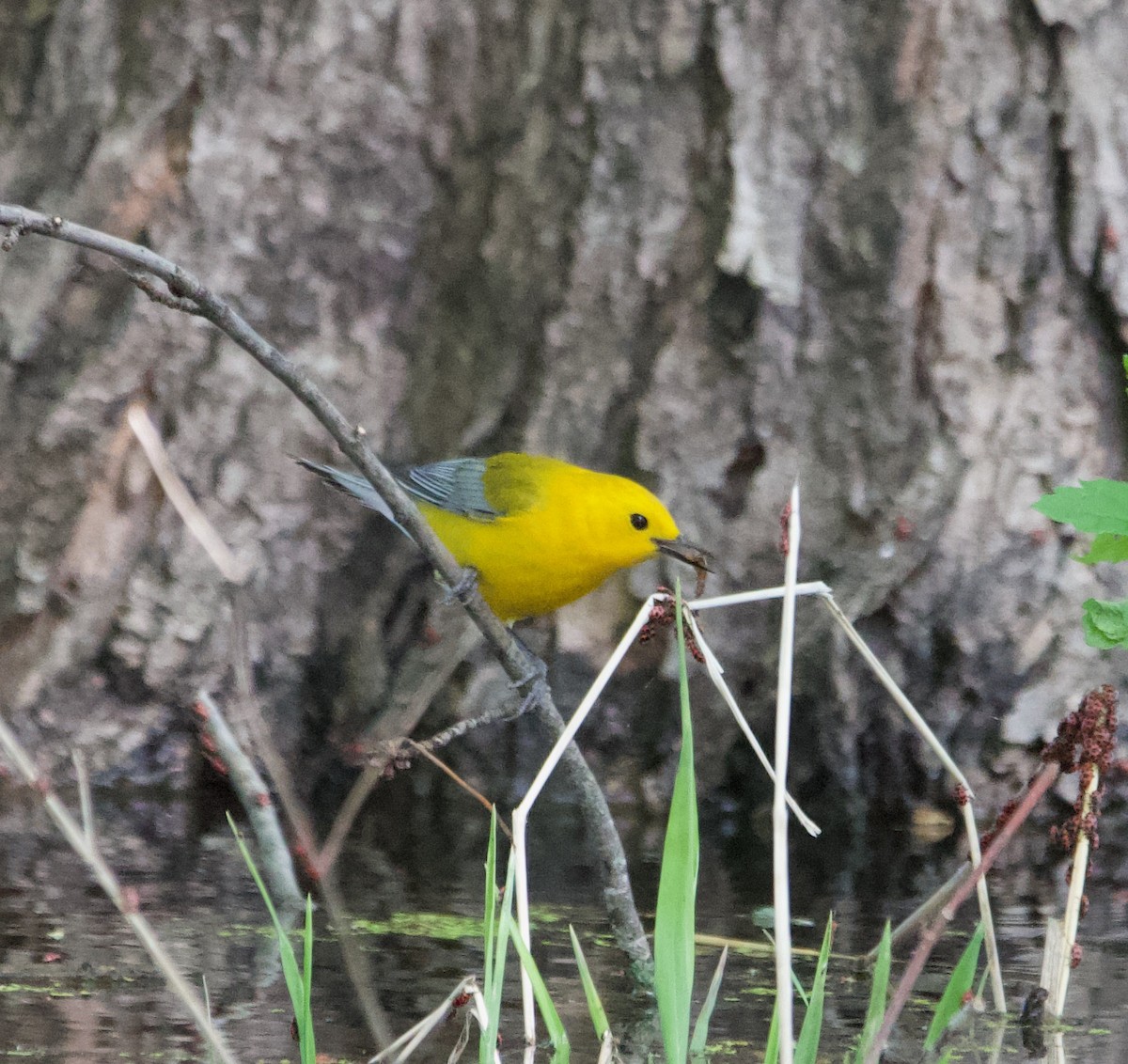 Prothonotary Warbler - ML621240395