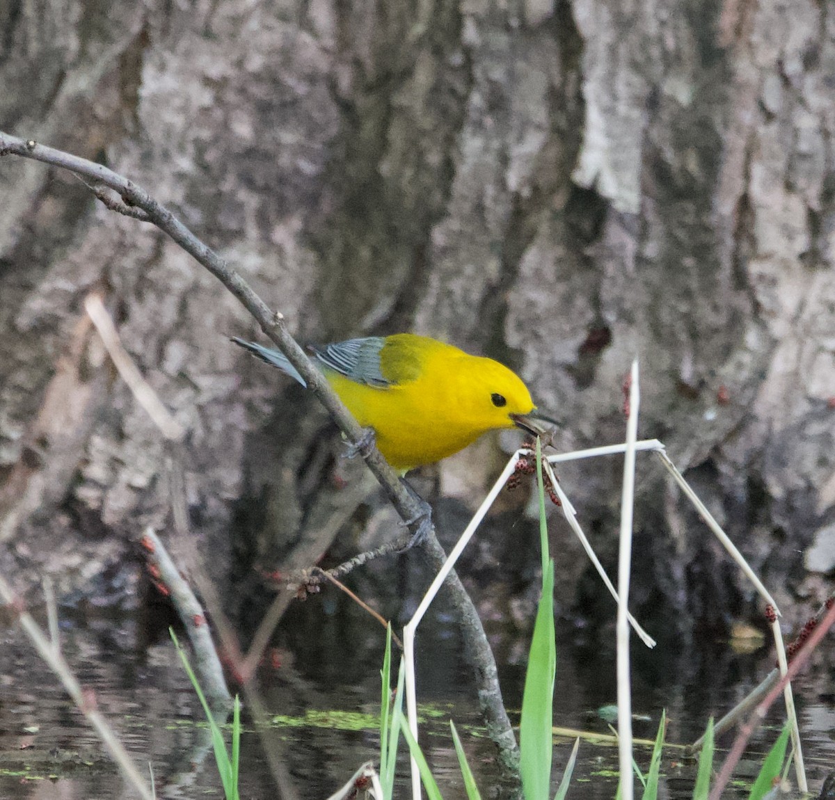 Prothonotary Warbler - ML621240396
