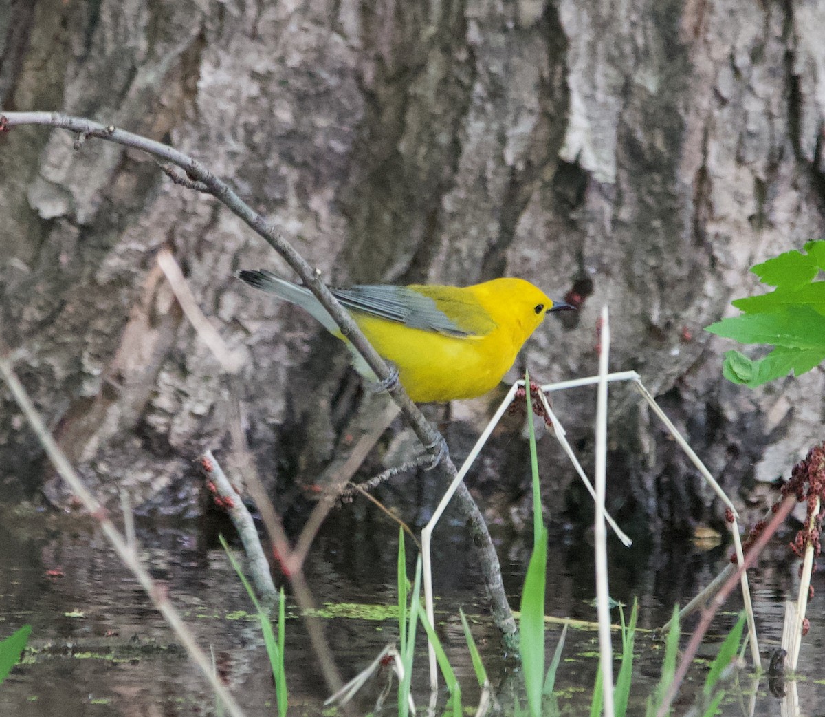 Prothonotary Warbler - ML621240397