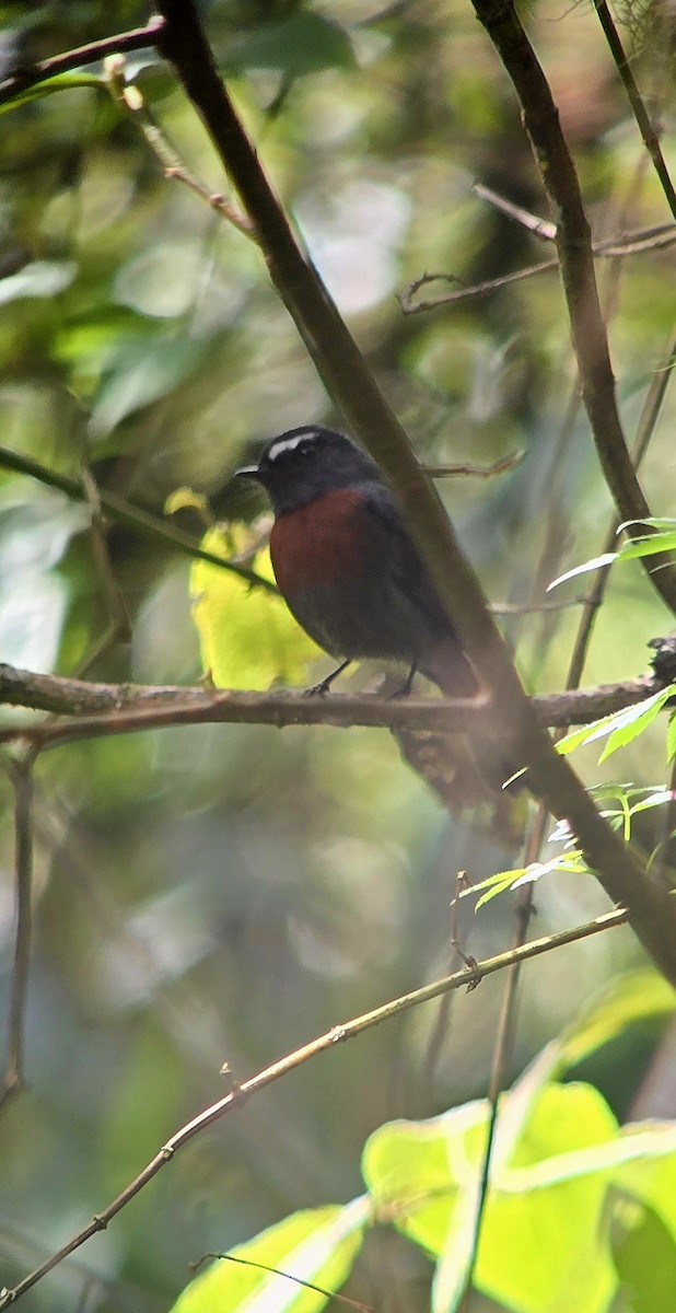 Maroon-belted Chat-Tyrant - ML621240398