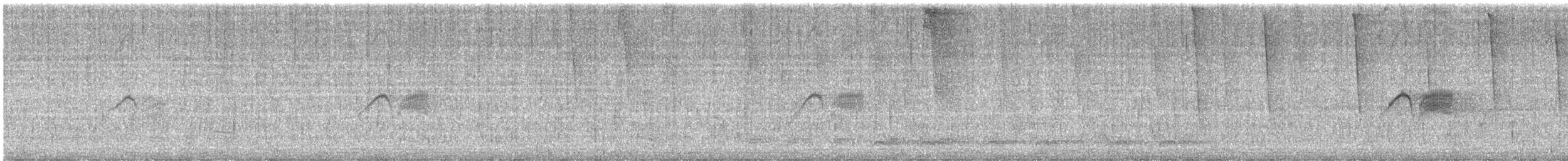 Светлобрюхий фиби - ML621240401