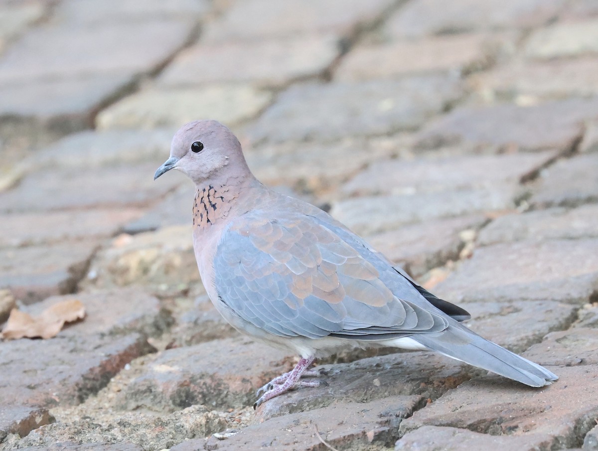 Laughing Dove - ML621240446