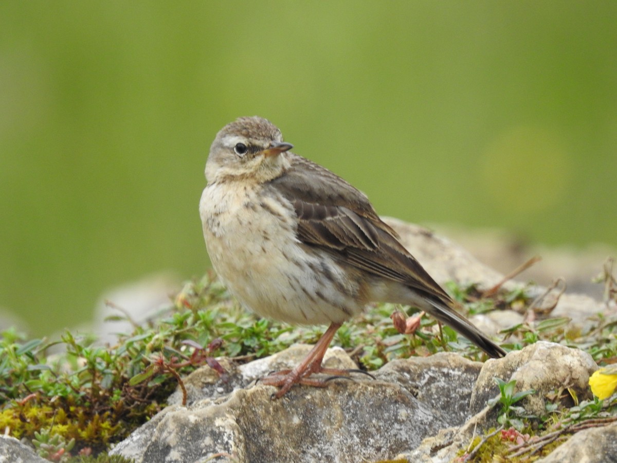 Water Pipit - ML621240449