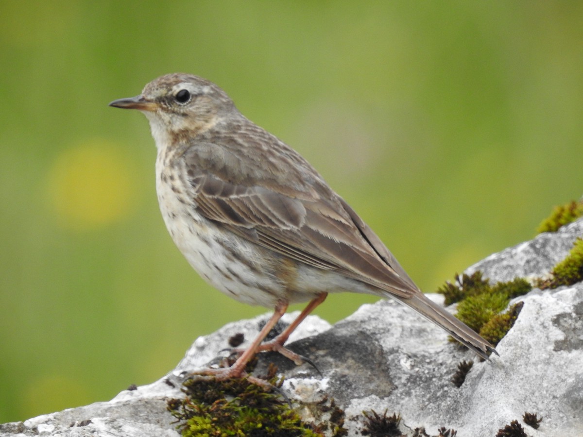 Water Pipit - ML621240450