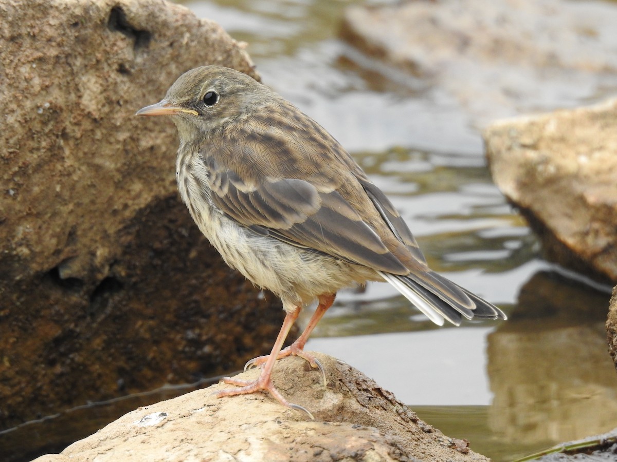 Water Pipit - ML621240451
