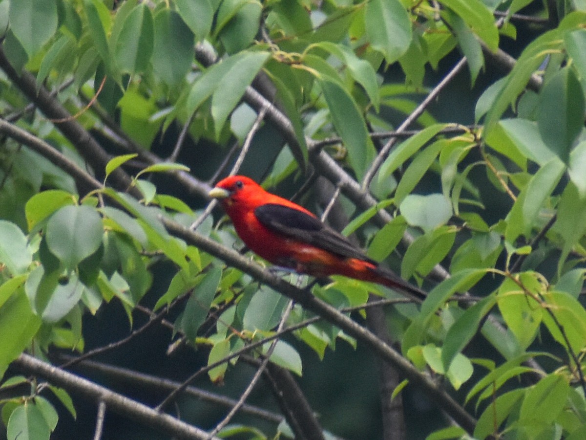 Scarlet Tanager - ML621240457