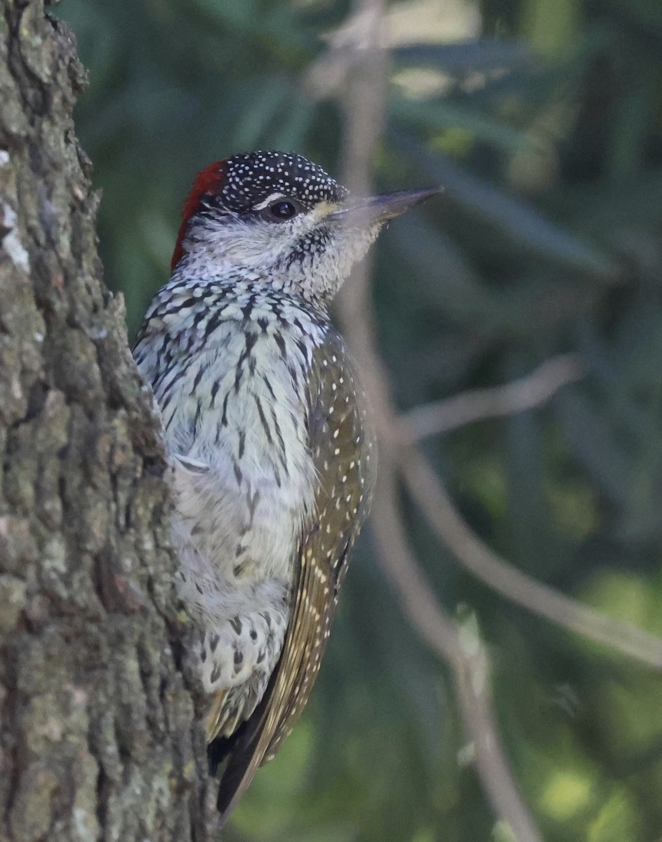 Golden-tailed Woodpecker - ML621240466