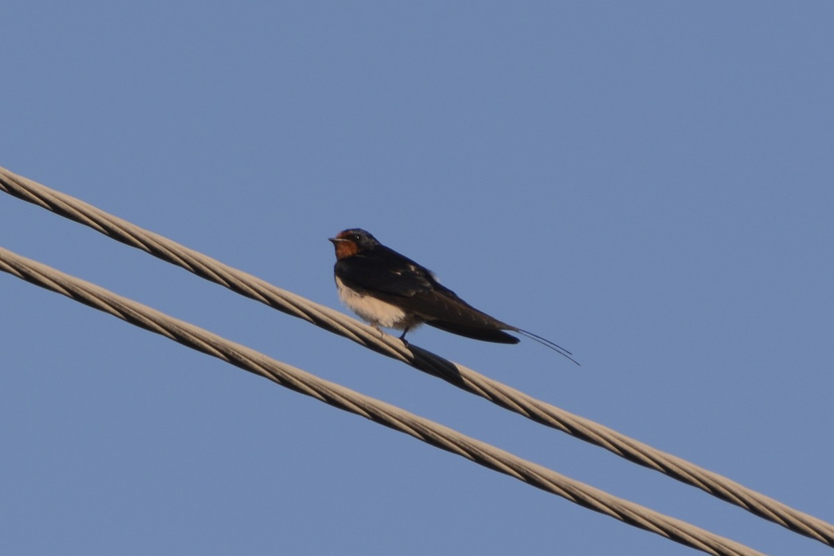 Barn Swallow - ML621240489