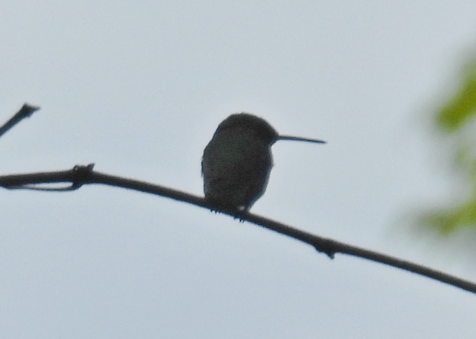 Ruby-throated Hummingbird - ML621240549
