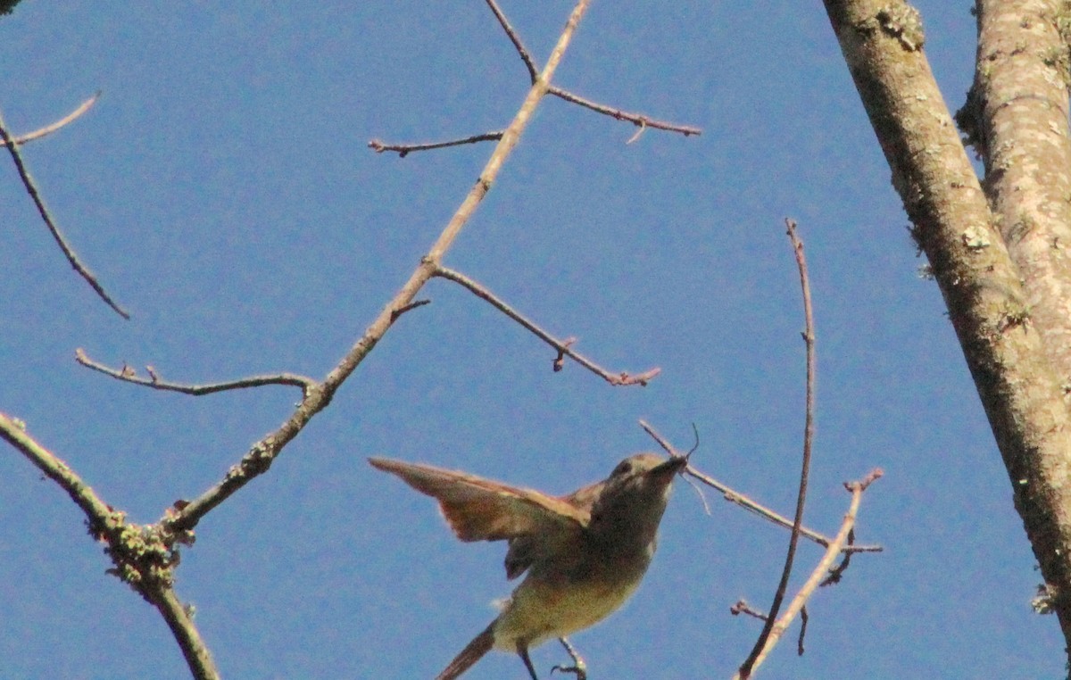 Great Crested Flycatcher - ML621240571