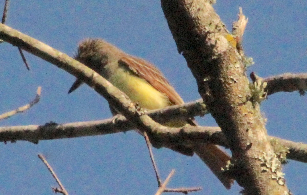 Great Crested Flycatcher - ML621240586