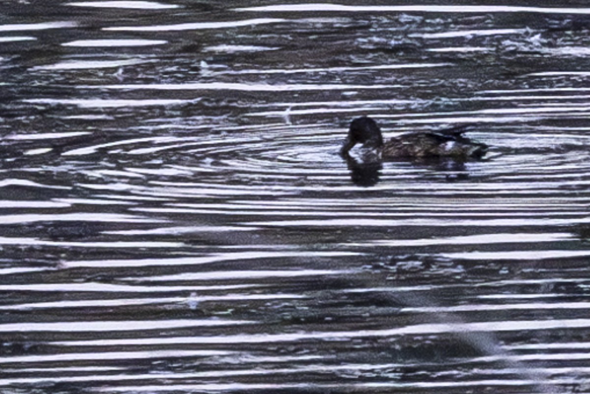 Northern Shoveler - ML621240589