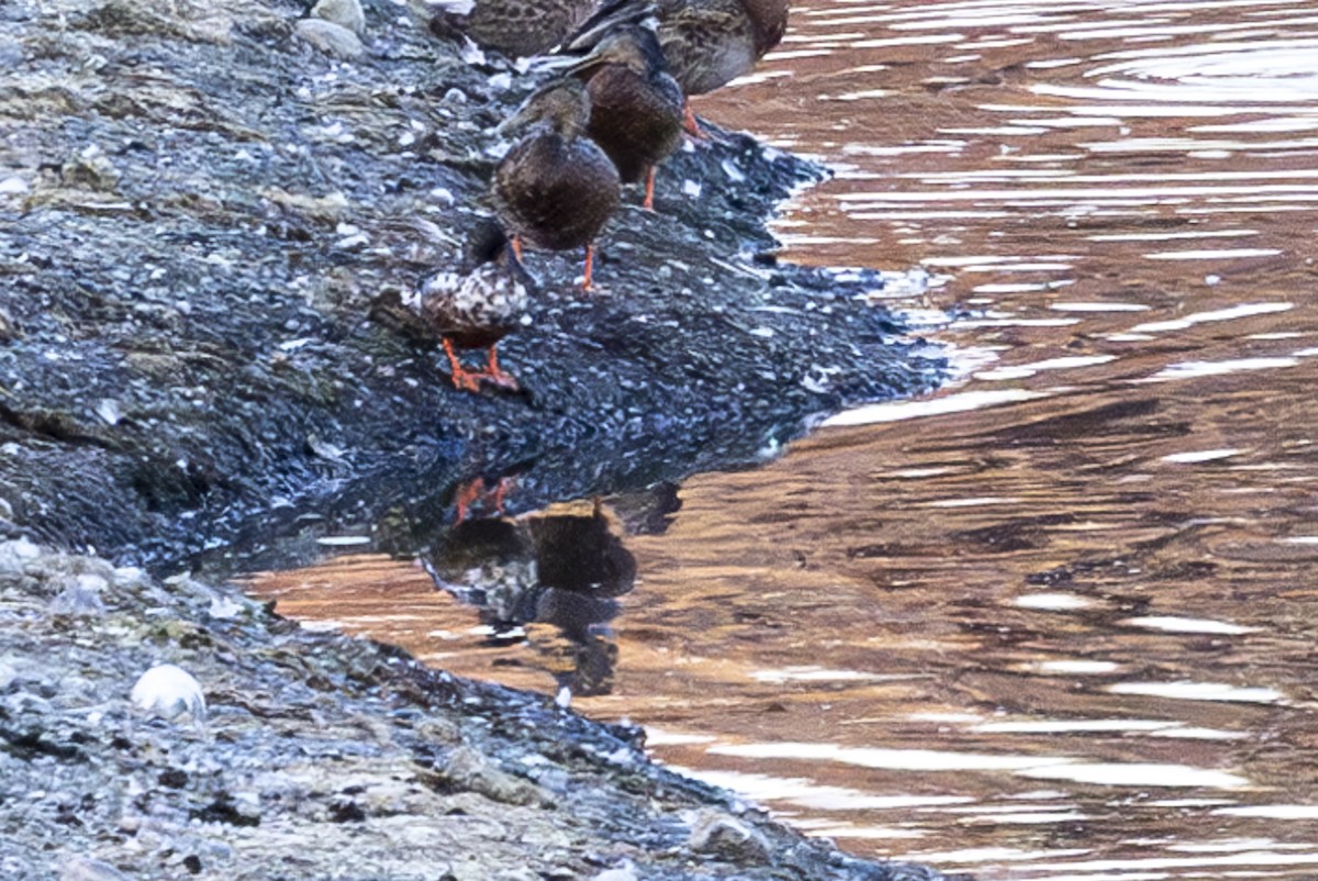 Northern Shoveler - ML621240590