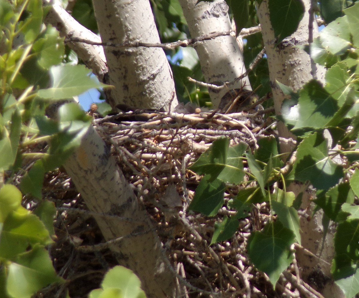 Sharp-shinned Hawk - ML621240597