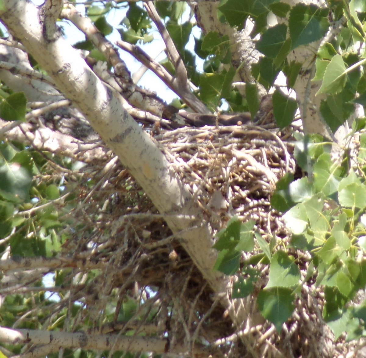 Cooper's Hawk - ML621240601