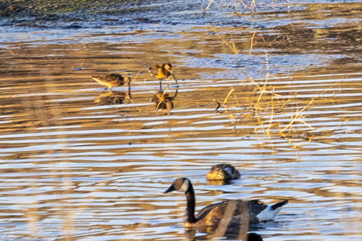 Long-billed Dowitcher - ML621240620