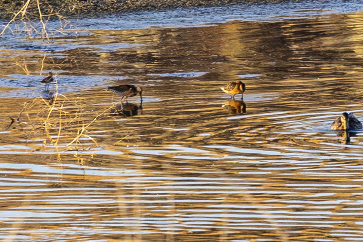 Long-billed Dowitcher - ML621240621