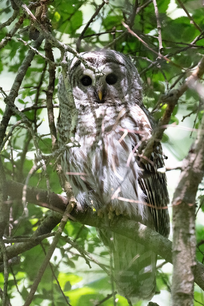 Barred Owl - ML621240634