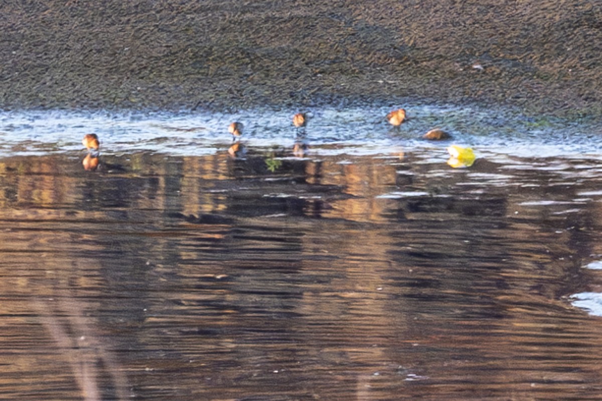 Western Sandpiper - ML621240635