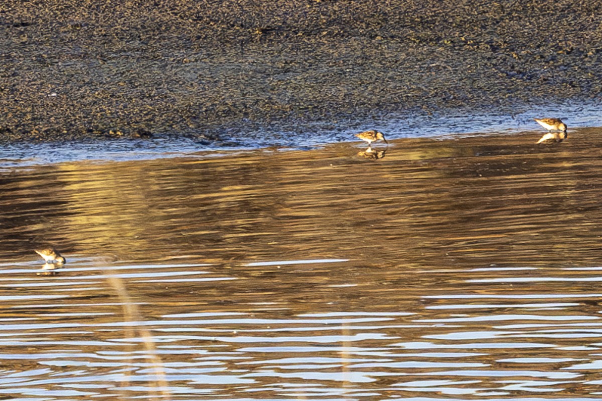 Bergstrandläufer - ML621240637