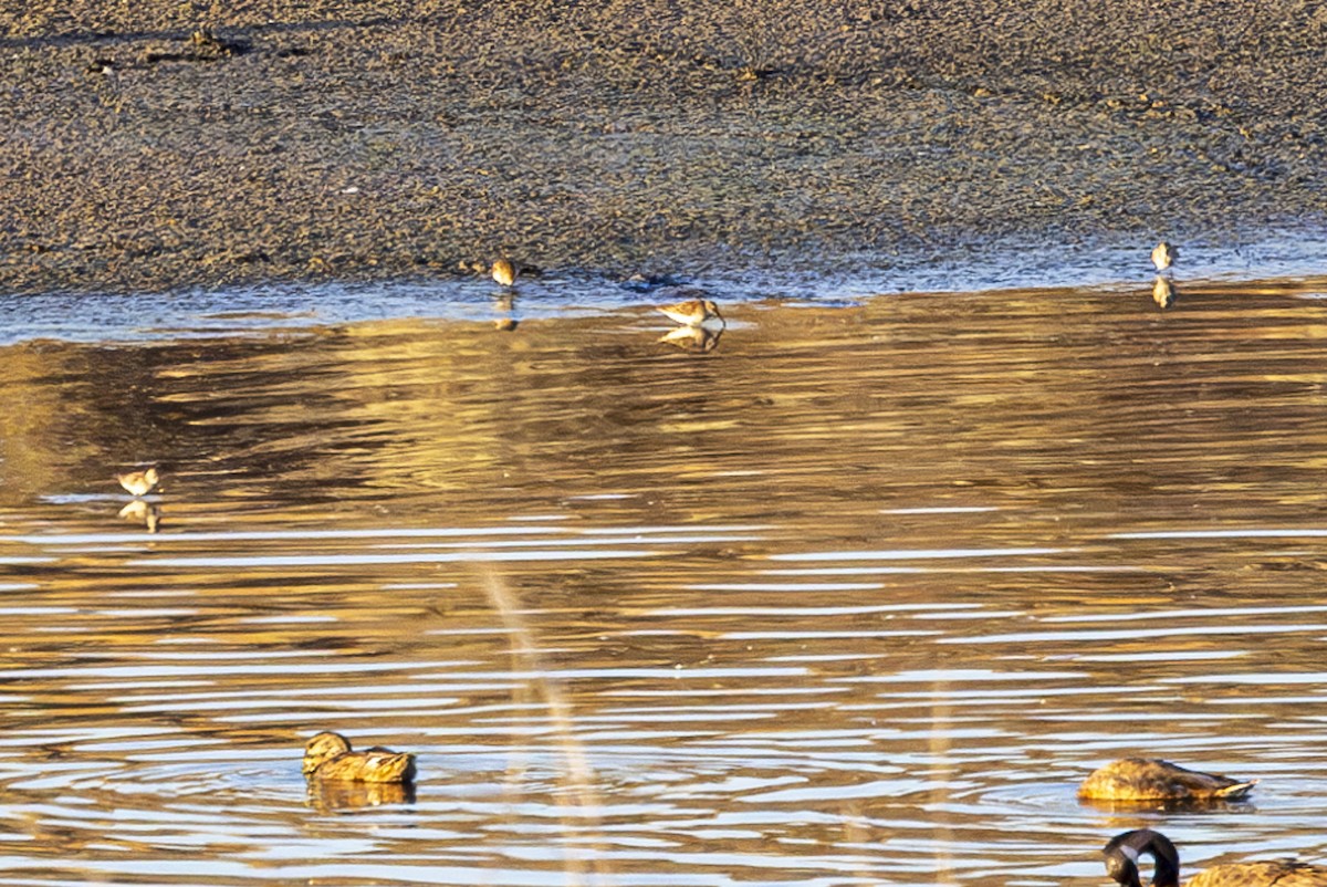 Bergstrandläufer - ML621240638