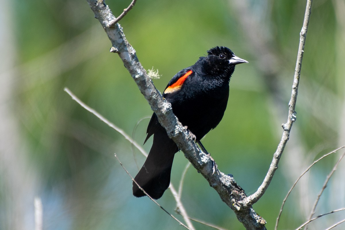 Red-winged Blackbird (Red-winged) - ML621240640