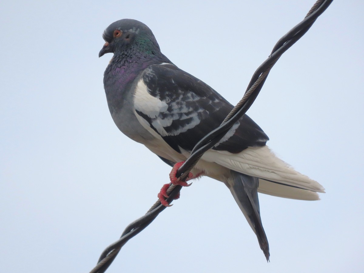 Rock Pigeon (Feral Pigeon) - ML621240653