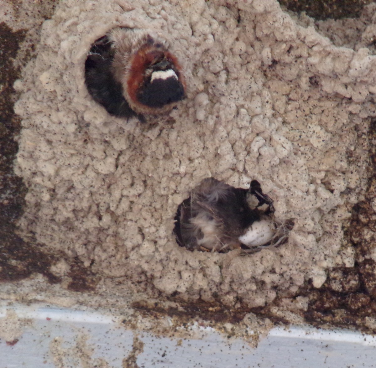 Cliff Swallow - ML621240679