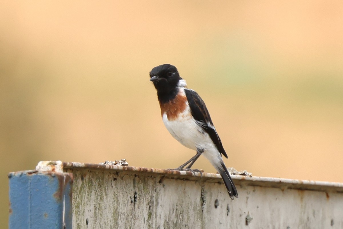 Tarabilla Africana (grupo torquatus) - ML621240689