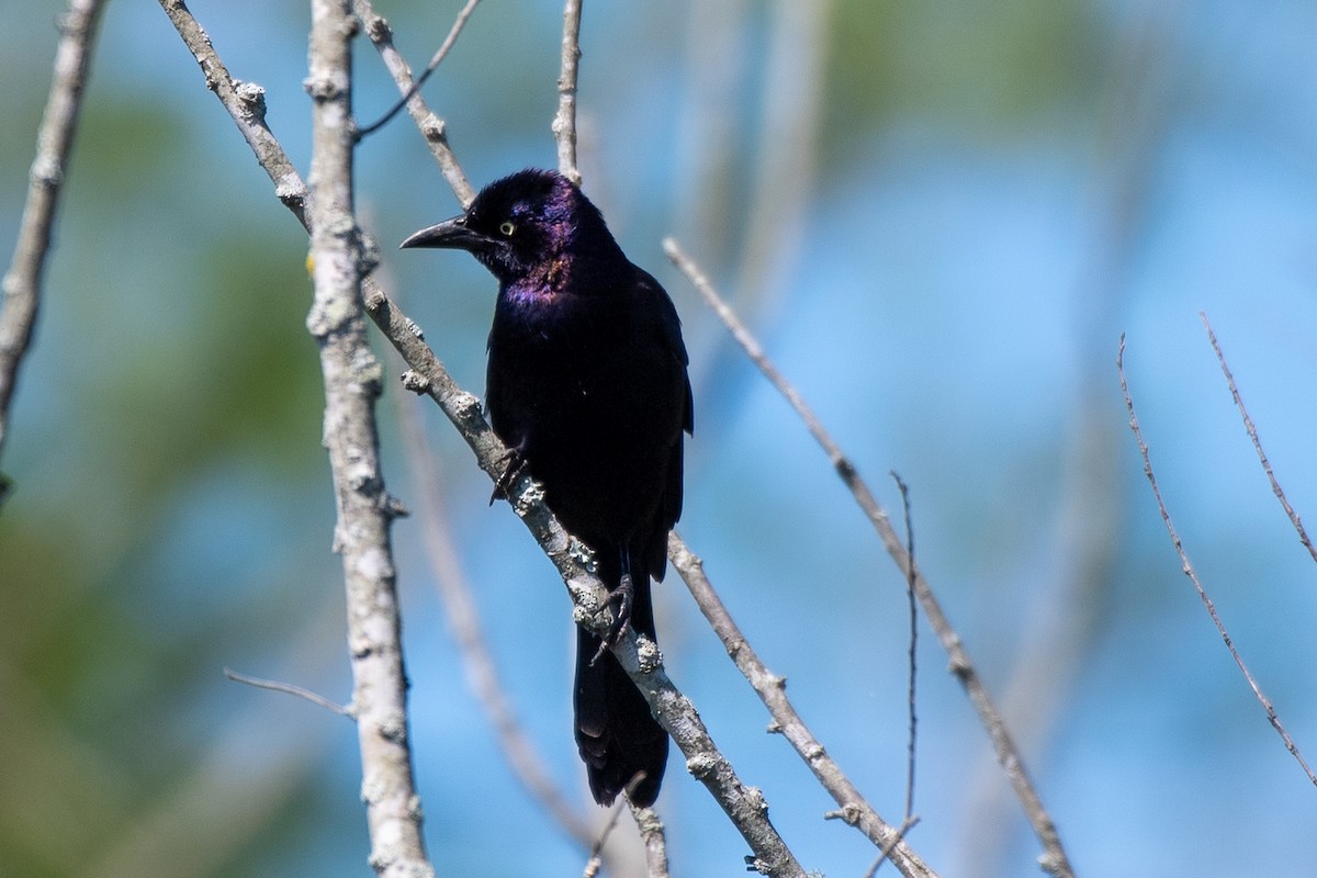 Common Grackle (Florida/Purple) - ML621240701